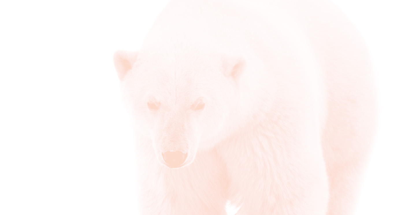 Polar Bear background